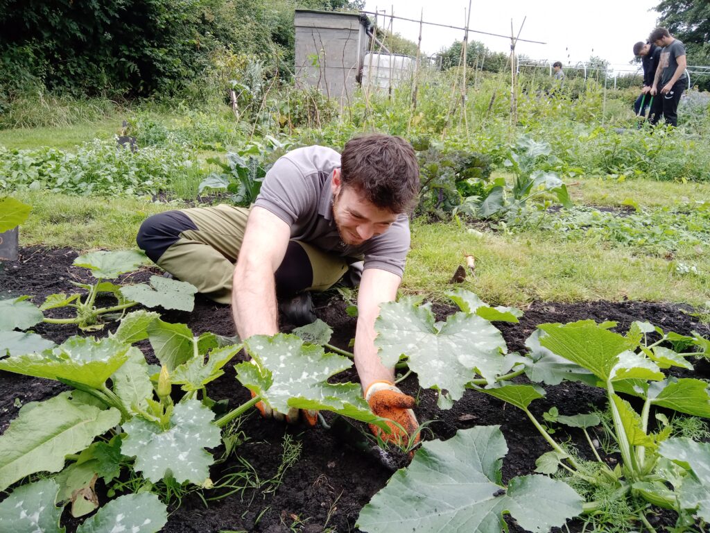 Man sat on the ground tending to a courgette plant. 