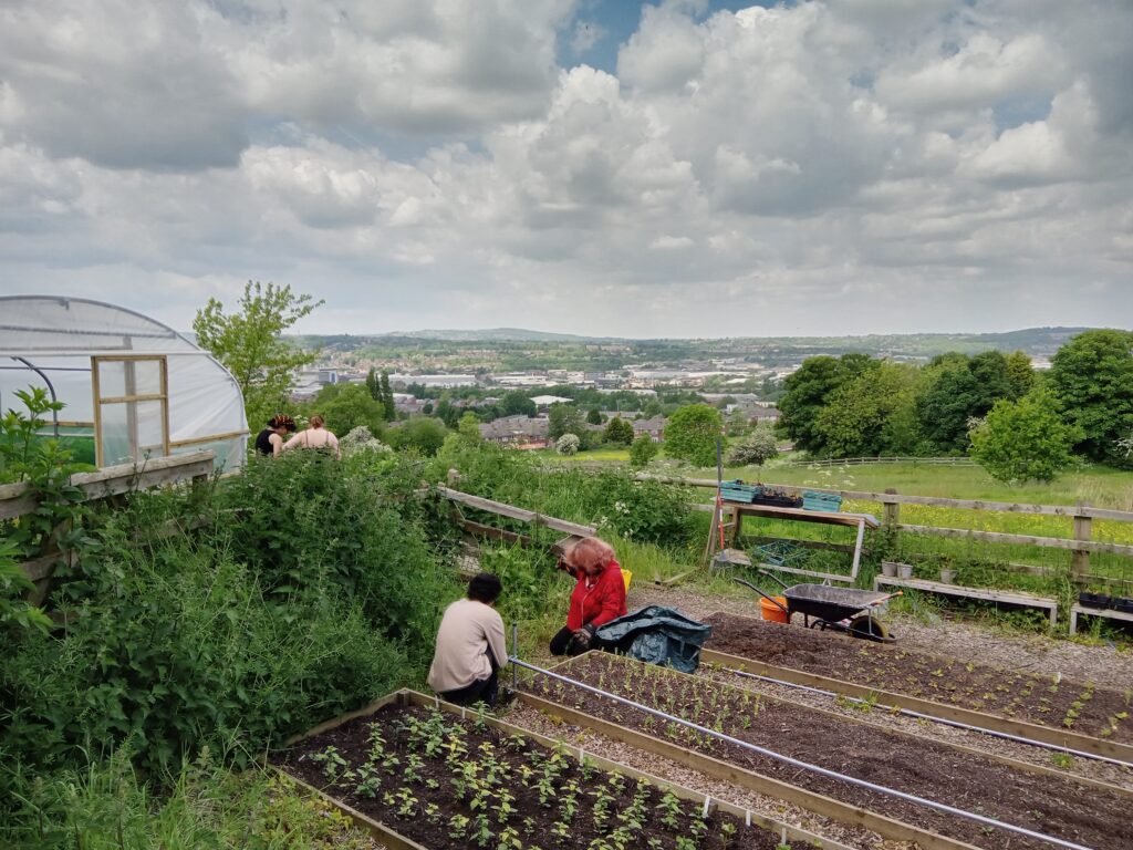 Two people gardening outdoors with a polytunnel and a city scape in the background. 