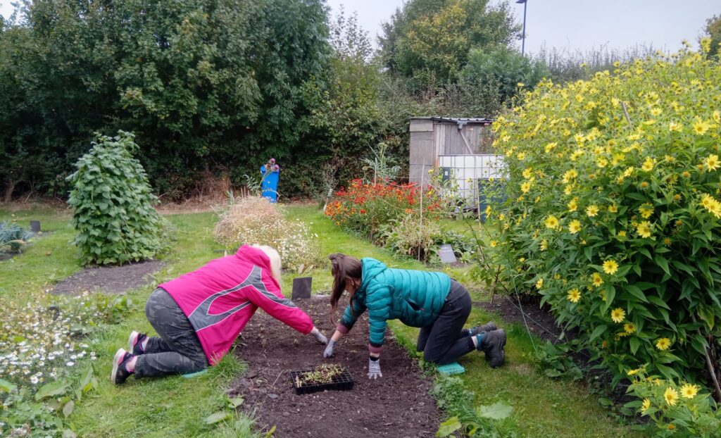Two women on their hands and knees gardening a plant bed.