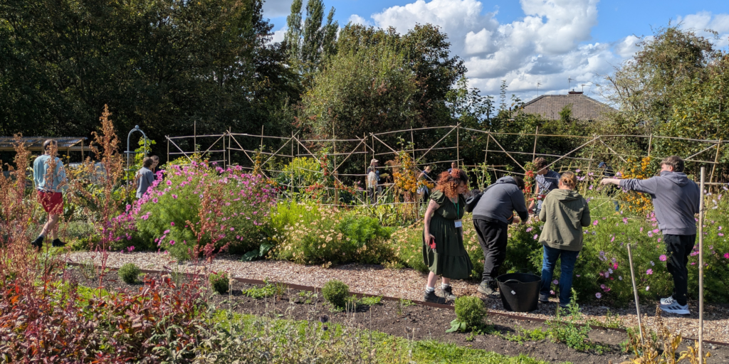 A group of people gardening outdoors on a sunny day_Grow charity Sheffield