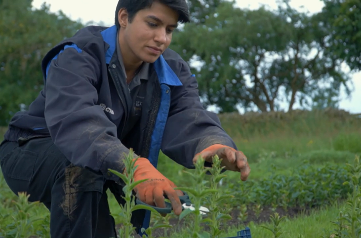 Young male crouched down gardening outdoors_Grow Sheffield