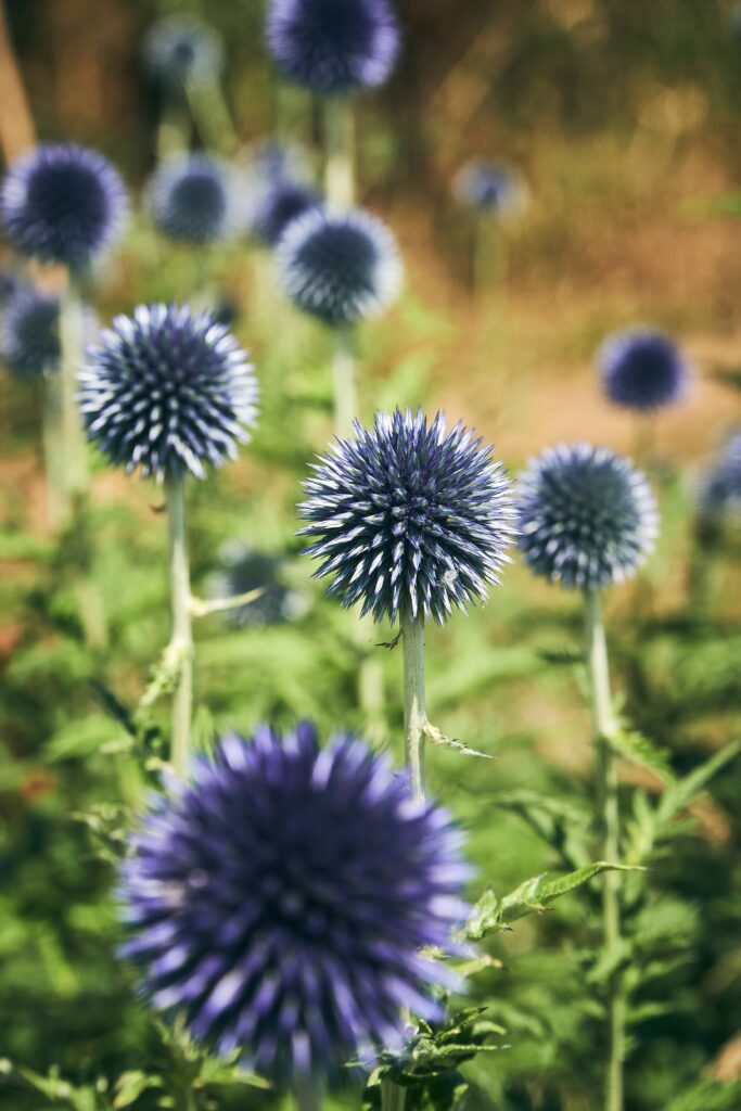 Echinops plant_Grow Sheffield