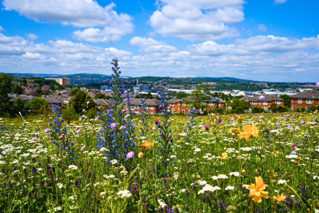 Meadow of wild flowers with houses in the background and a blue sky with white clouds